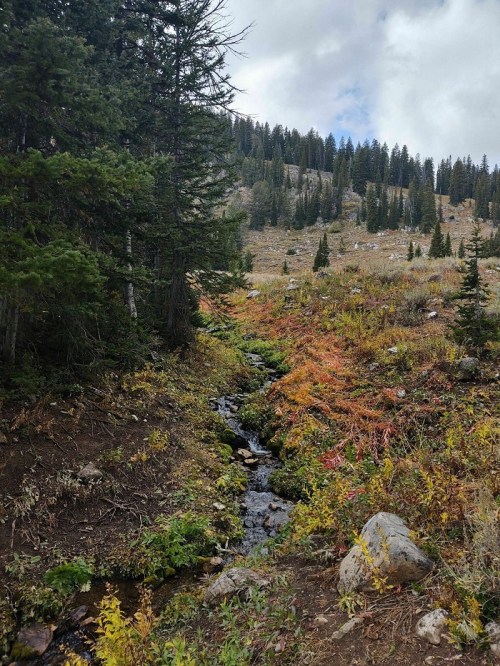 A serene mountain landscape featuring a small stream flowing through colorful autumn foliage and evergreen trees.