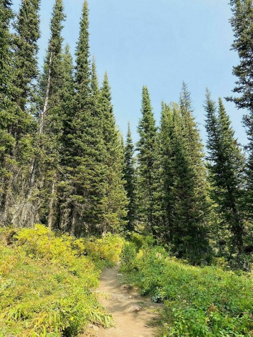 A winding dirt path through a lush forest of tall evergreen trees under a clear blue sky.