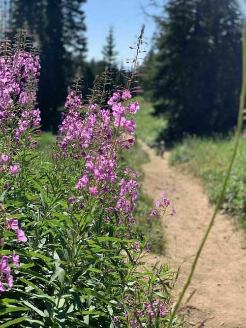 A sunny path lined with vibrant pink flowers, leading through a lush green landscape.