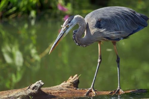 A great blue heron stands on a log by the water, poised and focused, surrounded by lush greenery.