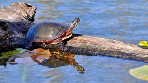 A turtle perched on a log above calm water, surrounded by lily pads and reflecting its image.
