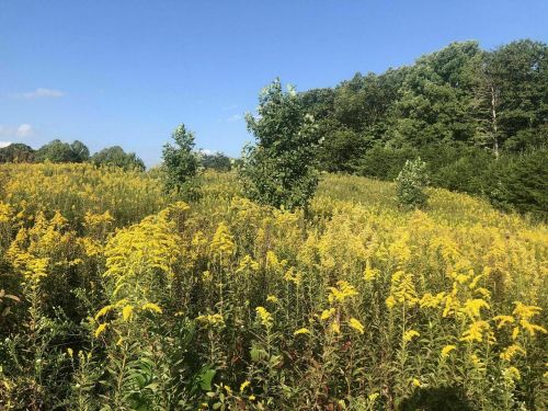 A vibrant field of yellow wildflowers under a clear blue sky, with trees in the background.