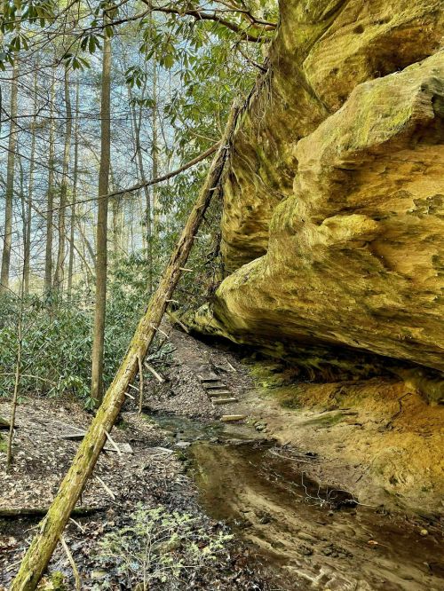 A rocky outcrop in a forest, with a wooden ladder leading up and a small stream flowing nearby.