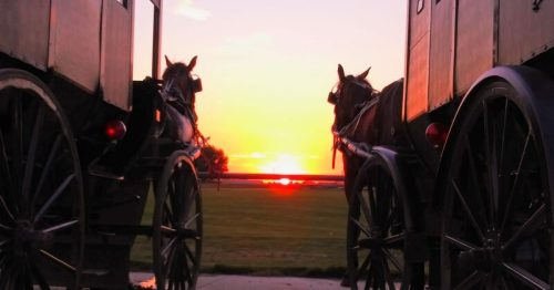 Silhouettes of two horses beside carriages against a vibrant sunset, with a grassy field in the foreground.