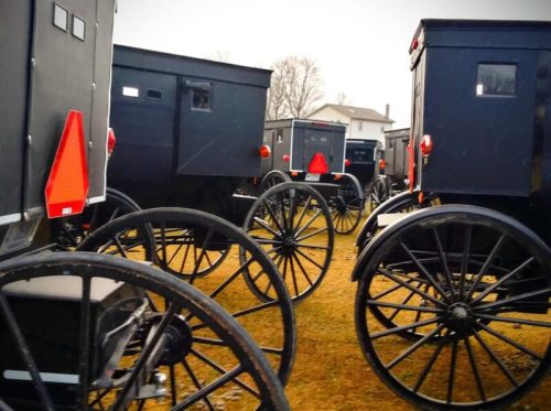 A row of black horse-drawn buggies with red reflectors, parked on grass in a rural setting.