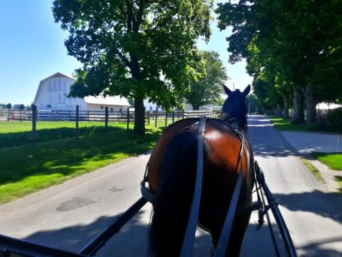 View from a horse-drawn carriage on a sunny road, with a barn and trees in the background.