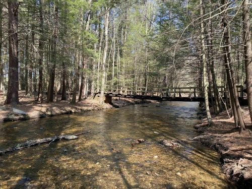 A serene forest scene featuring a clear stream and a wooden bridge surrounded by tall trees.