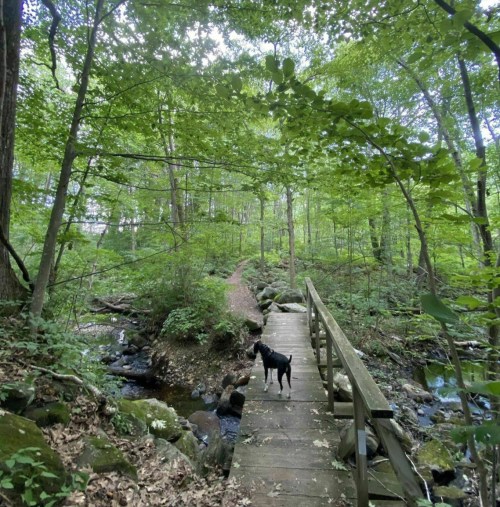 A black dog stands on a wooden bridge in a lush green forest, with a path and stream visible nearby.
