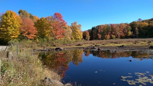 A serene pond surrounded by vibrant autumn trees reflecting in the water under a clear blue sky.