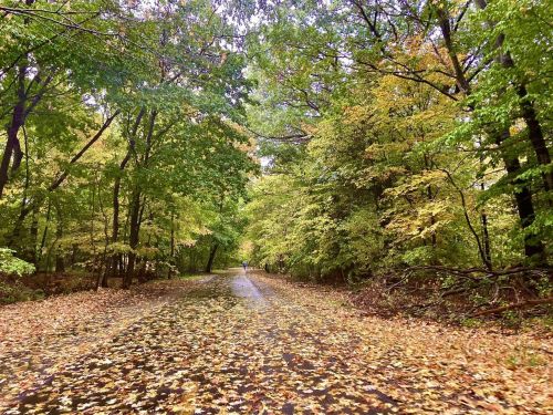 A serene path through a forest, lined with trees in autumn colors and covered in fallen leaves.
