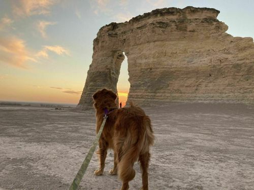 A dog stands on a rocky landscape, gazing at a sunset through a large rock formation.
