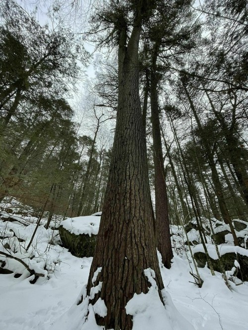 A tall tree surrounded by snow-covered ground and rocky terrain, with a dense forest in the background.