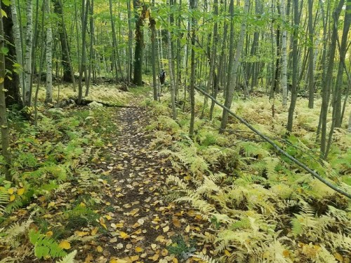 A winding forest path covered in fallen leaves, surrounded by tall trees and ferns in a serene, green landscape.