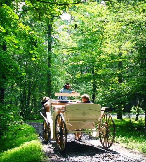 A horse-drawn carriage travels down a forest path, surrounded by lush green trees and sunlight filtering through the leaves.