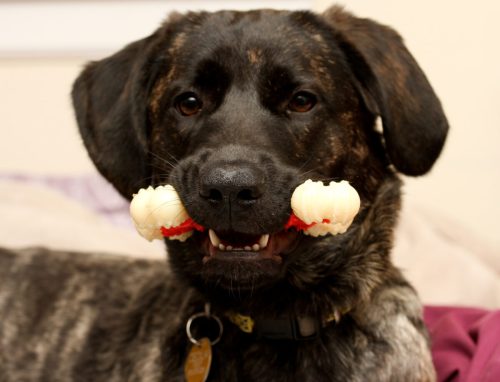 A playful dog with a brindle coat holds a chew toy in its mouth, looking happy and engaged.