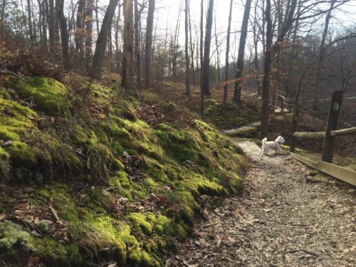 A serene forest path lined with mossy ground and trees, with a small dog walking along the trail.