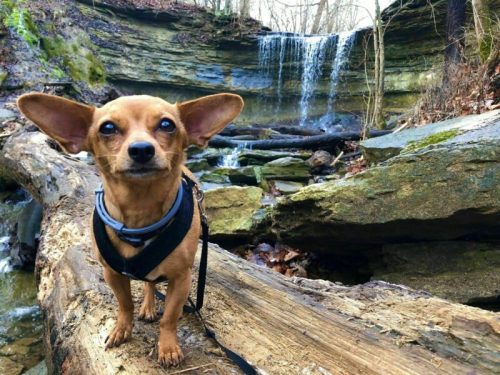 A small brown dog with large ears stands on a log near a waterfall in a forested area.