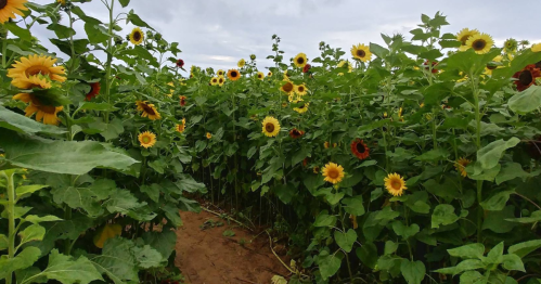 A path through a vibrant sunflower field, with tall green stalks and bright yellow blooms under a cloudy sky.