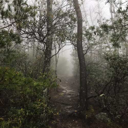A misty forest path surrounded by trees and dense fog, creating a mysterious and serene atmosphere.