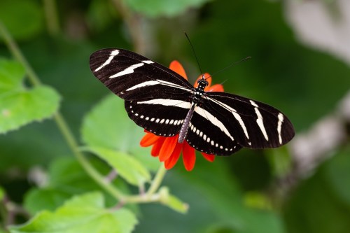 A black and white striped butterfly perched on a vibrant orange flower, surrounded by green foliage.