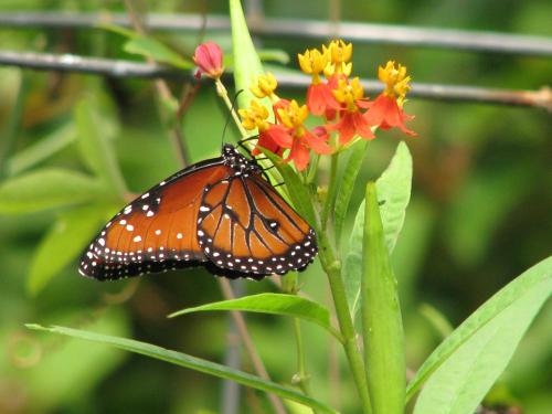 A butterfly with orange and black wings perched on vibrant orange and yellow flowers against a green background.