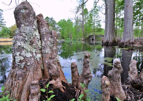 Cypress knees rise from a tranquil pond, surrounded by lush greenery and a distant stone bridge.