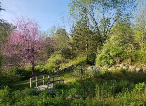 A serene landscape featuring a pink flowering tree, lush greenery, and a small wooden bridge amidst a natural setting.