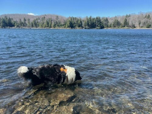 A black and white dog wades in shallow water by a lake, surrounded by trees and a clear blue sky.
