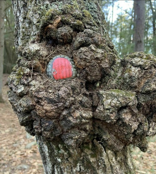 A gnarled tree trunk with a small red and gray rock nestled in a knot of bark, surrounded by forest foliage.