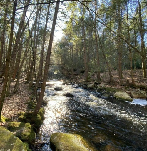 A serene river flows through a forest, surrounded by trees and sunlight filtering through the leaves.