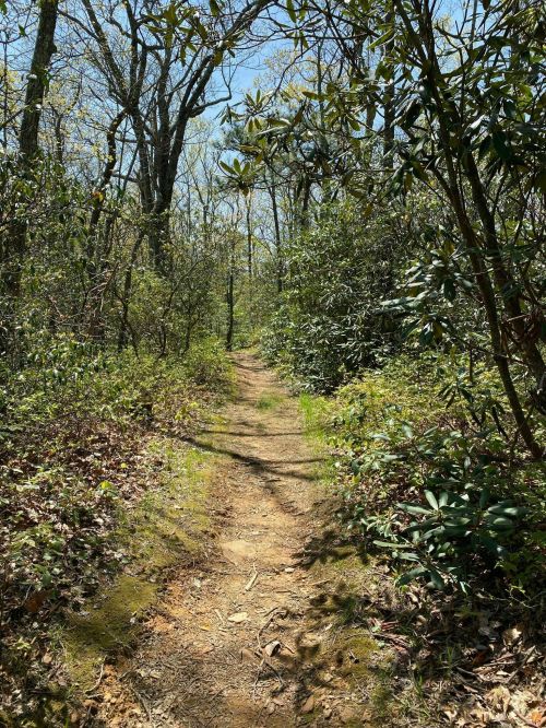 A narrow dirt path winding through a lush green forest with trees and shrubs on either side.