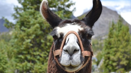 A close-up of a llama's face with a leather halter, surrounded by green trees and mountains in the background.