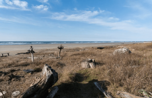 A serene beach scene with driftwood, tall grass, and gentle waves under a clear blue sky.