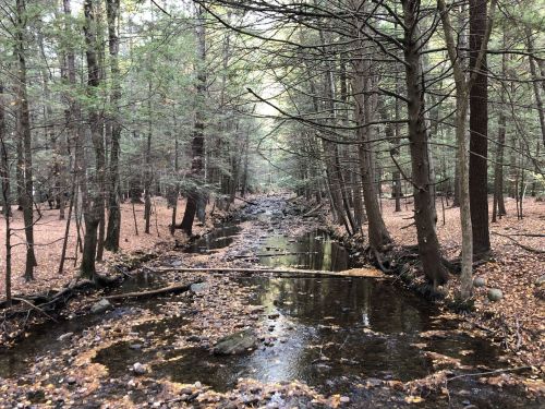 A serene forest scene with a narrow stream surrounded by trees and fallen leaves on the ground.