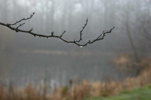 A foggy scene featuring a bare branch with dew and spiderwebs, reflecting over a calm, misty pond.