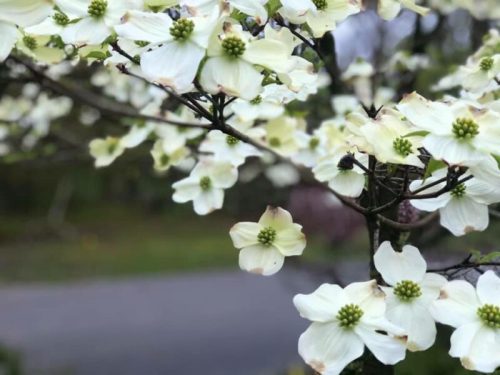 A close-up of white dogwood flowers blooming on a branch, with a blurred background of greenery.