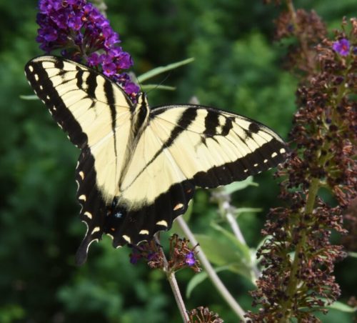 A yellow and black butterfly perched on purple flowers, surrounded by green foliage.