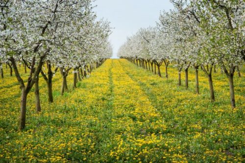 Blossoming trees line a vibrant field of yellow dandelions under a clear sky, creating a picturesque spring scene.