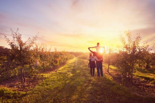 A couple walks hand in hand through a sunlit orchard, surrounded by trees and a vibrant sunset.