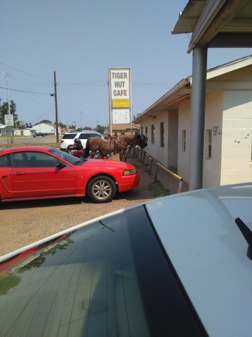 A red car parked near a cafe with horses tied up outside, under a sign that reads "Tiger Hut Cafe."