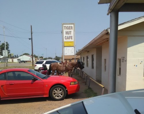 A horse tied outside a cafe, with a red car parked nearby and a sign for "Tiger Hut Cafe" visible.