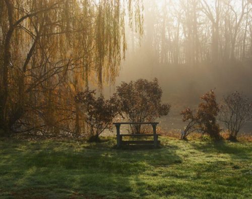 A serene scene of a foggy landscape with a wooden bench surrounded by trees and shrubs near a calm water body.