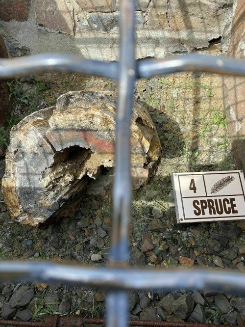 A large, weathered spruce stump is visible through a metal grate, with a sign labeled "4 SPRUCE" nearby.