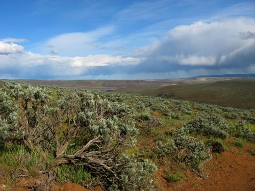A scenic view of rolling hills covered in green shrubs under a blue sky with scattered clouds.