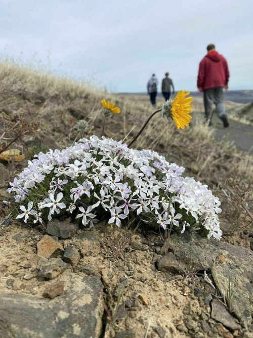 A cluster of small white flowers with a yellow bloom, with two people walking in the background on a rocky path.