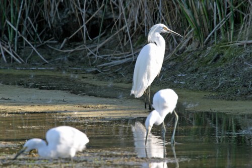 A white heron stands by the water, with two other white birds wading nearby in a natural wetland setting.