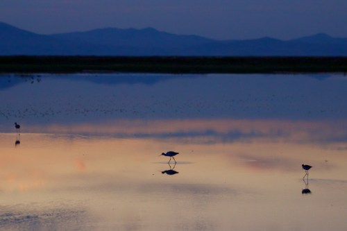 Silhouetted birds wade in calm water at dusk, reflecting soft colors of the sky and distant mountains.
