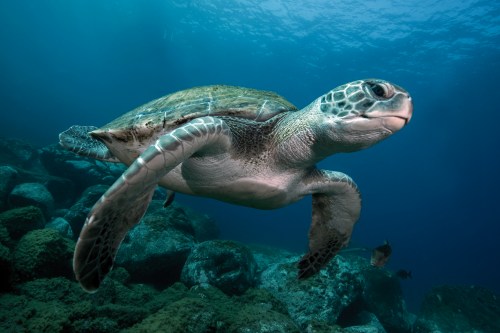 A green sea turtle swims gracefully through clear blue water, surrounded by rocky seabed and marine life.