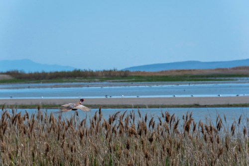 A bird flies over tall grasses near a calm water body, with distant hills and more birds visible in the background.