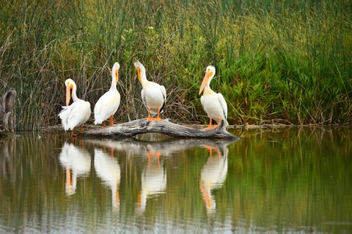 Four white pelicans stand on a log in a calm pond, surrounded by lush greenery, with their reflections visible in the water.